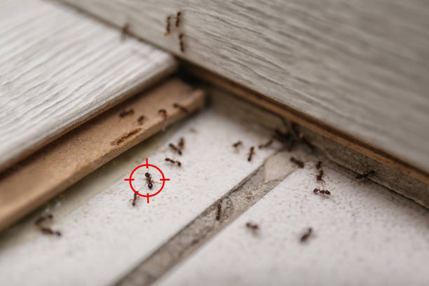 Best Wildlife Control Services  in Purcellville, VA
